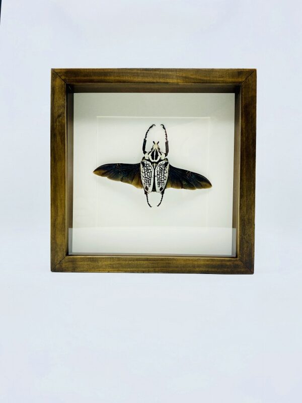 Wooden frame with real Goliath Beetle (Goliathus Orientalis)