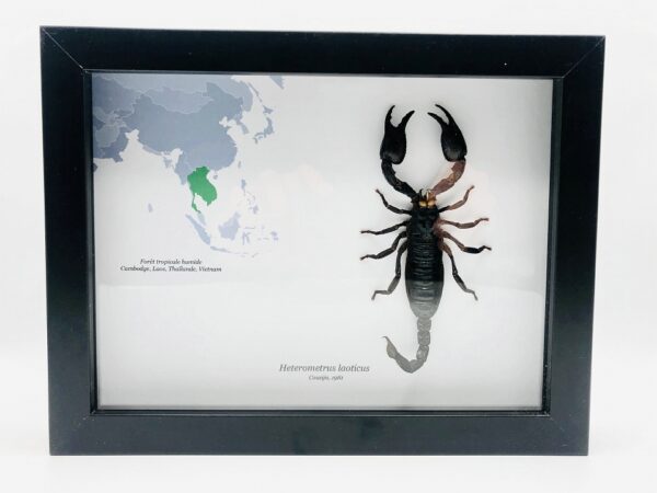 Educational shadow frame with real forest scorpion