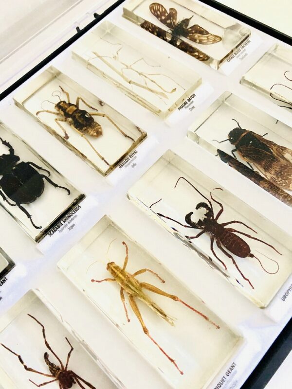 Collection of insects in resin blocks (10)