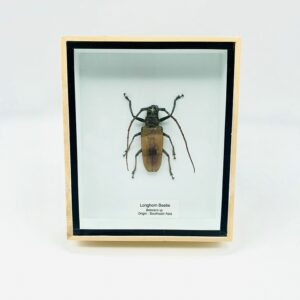 Framed Longhorn Beetle (Batocera numitor ajax)