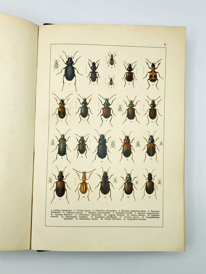 C. Schaufuss - Calwer's Käferbuch - 1916 - Natural History Curiosities