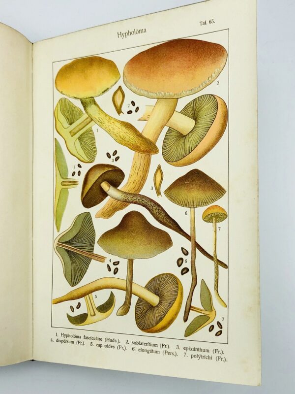 Adalbert Ricken - Die Blätterpilze (Agaricaceae), 2 vols - 1915