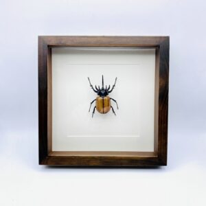 Wooden frame with real Atlas Beetle (Chalcosoma Atlas)