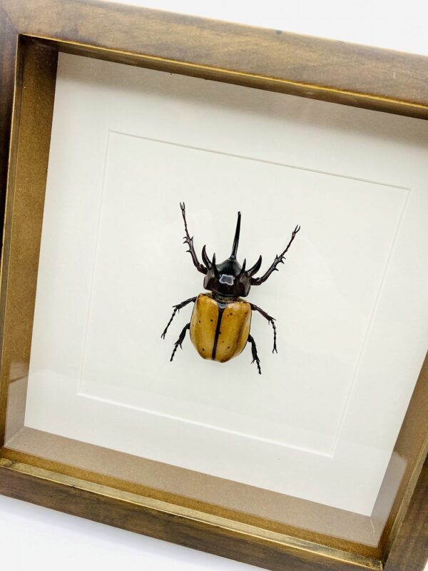 Wooden frame with real Atlas Beetle (Chalcosoma Atlas)