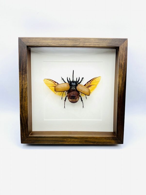 Wooden frame with real spread Atlas Beetle (Chalcosoma Atlas)