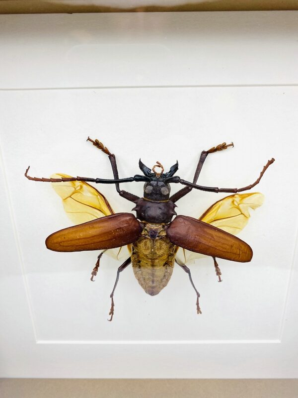 Wooden frame with real longhorn beetle (Rhaphinodus Hopri)
