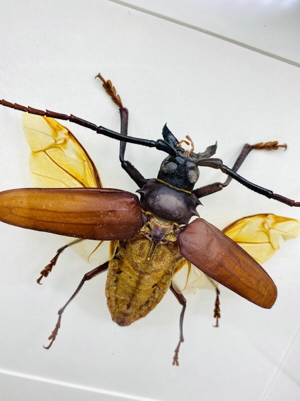 Wooden frame with real longhorn beetle (Rhaphinodus Hopri)