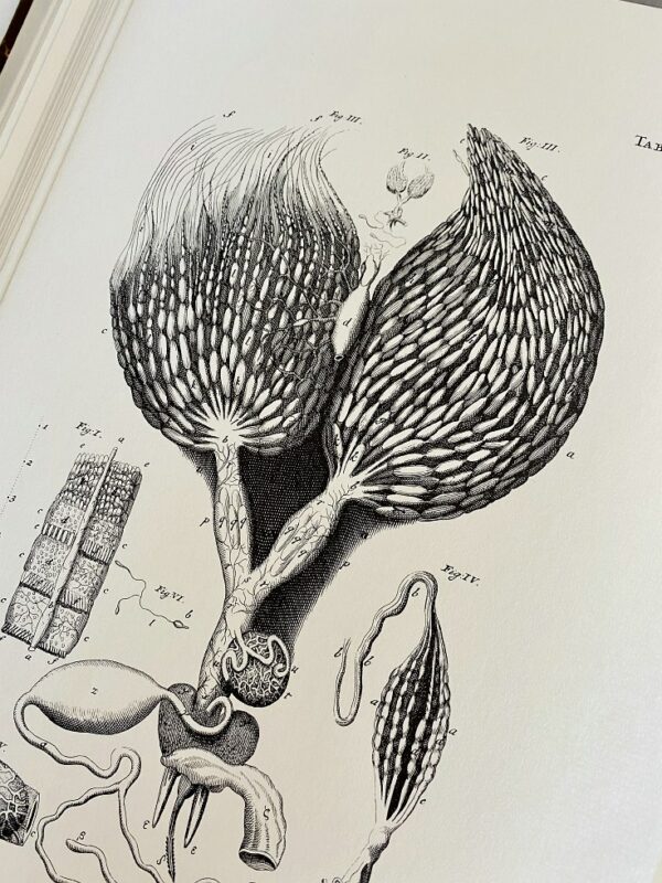 Jan Swammerdam - Bybel der natuure of historie der insecten - 1980