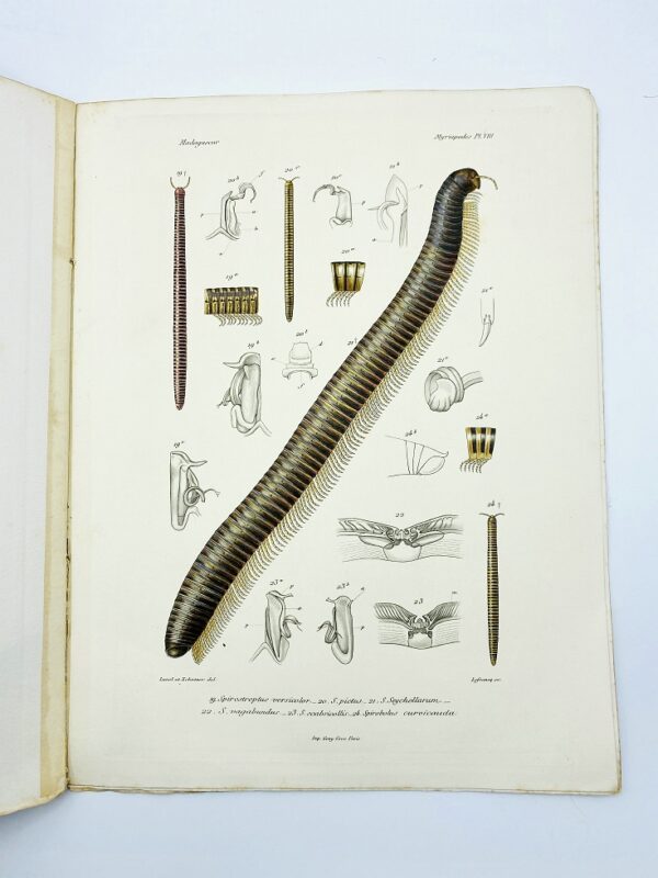 Henri de Saussure - Histoire naturelle des myriapodes. Atlas - 1897