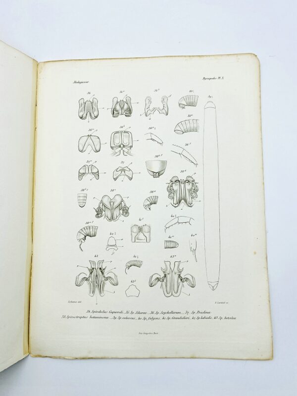 Henri de Saussure - Histoire naturelle des myriapodes. Atlas - 1897