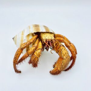 White-spotted Hermit Crab - Dardanus megistos - 15cm
