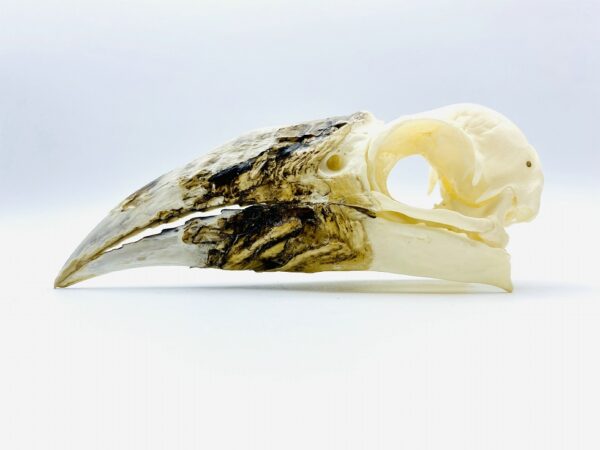 Female Western Piping Hornbill skull - Bycanistes fistulator - 11.5cm