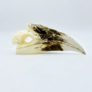 Female White-thighed Hornbill skull - Bycanistes albotibialis - 15cm