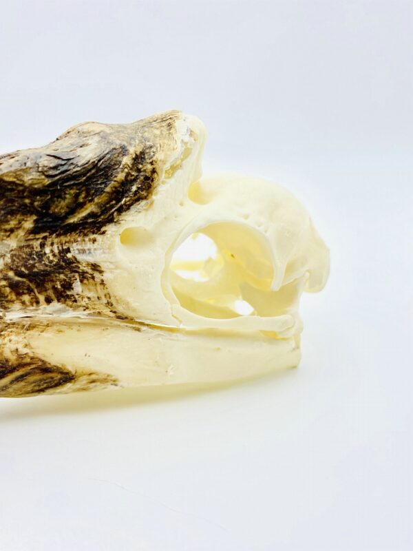 Female White-thighed Hornbill skull - Bycanistes albotibialis - 15cm