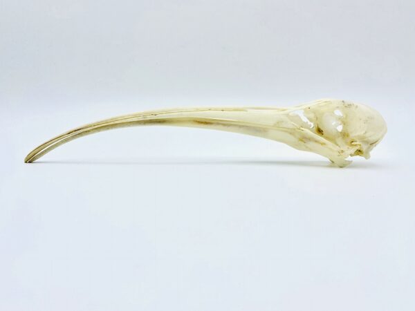African Sacred Ibis skull (Threskiornis aethiopicus) - 21cm