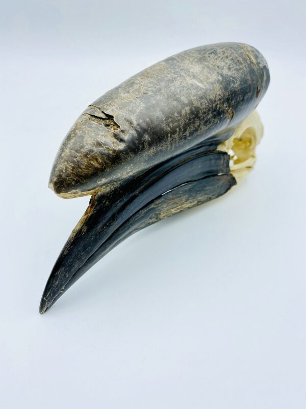 Male Black-casqued Hornbill skull - Ceratogymna atrata - 19cm