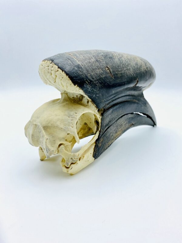 Male Black-casqued Hornbill skull - Ceratogymna atrata - 19cm