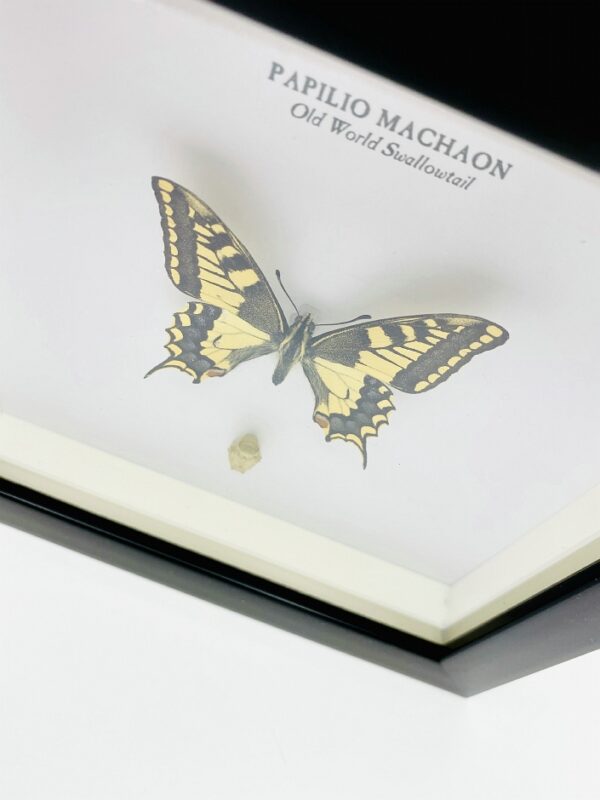 Wooden frame with Old Swallow-tail (Papilio Machaon) including cocoon