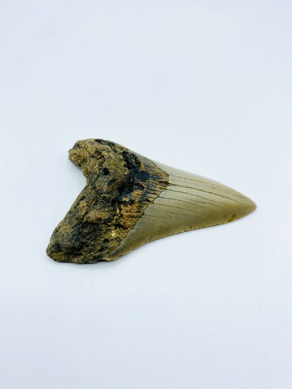 Megalodon (Shark) Tooth - Carcharocles megalodon - 8,75cm