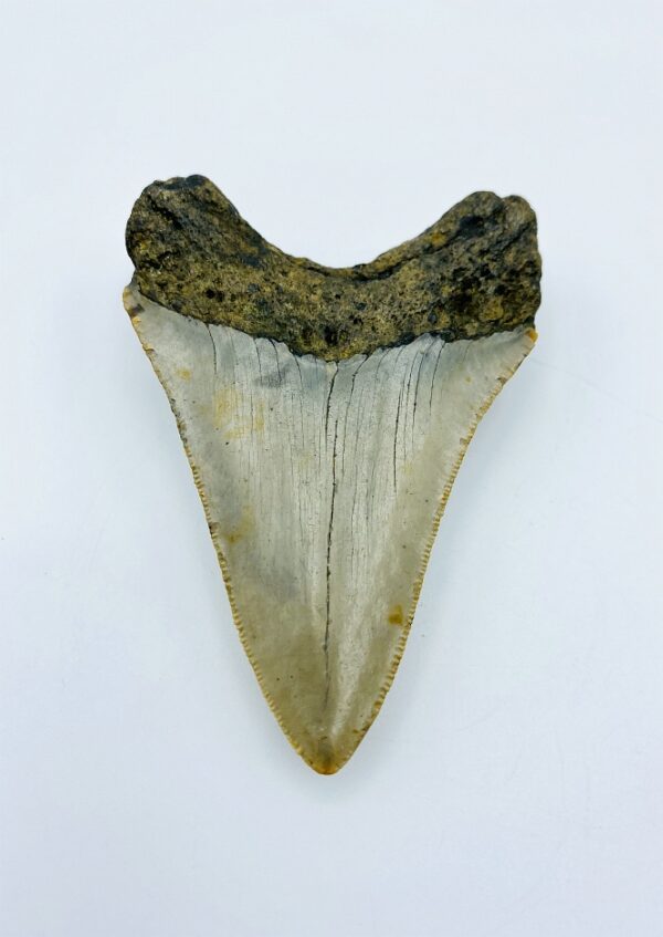 Megalodon (Shark) Tooth - Carcharocles megalodon - 8,75cm