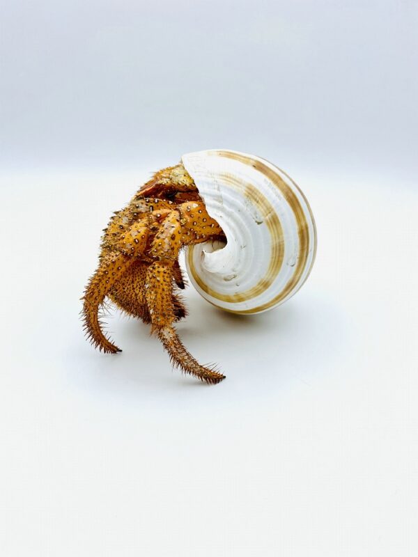White-spotted Hermit Crab - Dardanus megistos - 12cm