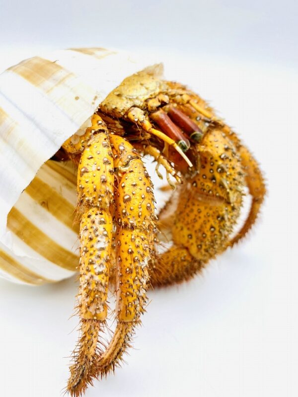 White-spotted Hermit Crab - Dardanus megistos - 12cm