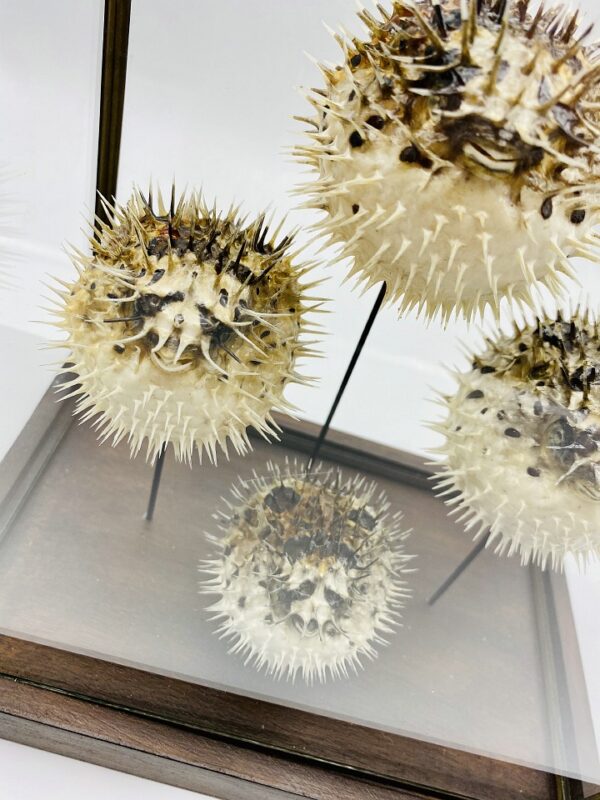 Unique Victorian porcupine fish display with 4 specimens