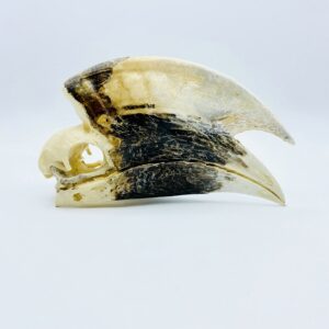 Large male White-thighed Hornbill skull - Bycanistes albotibialis - 18,6cm