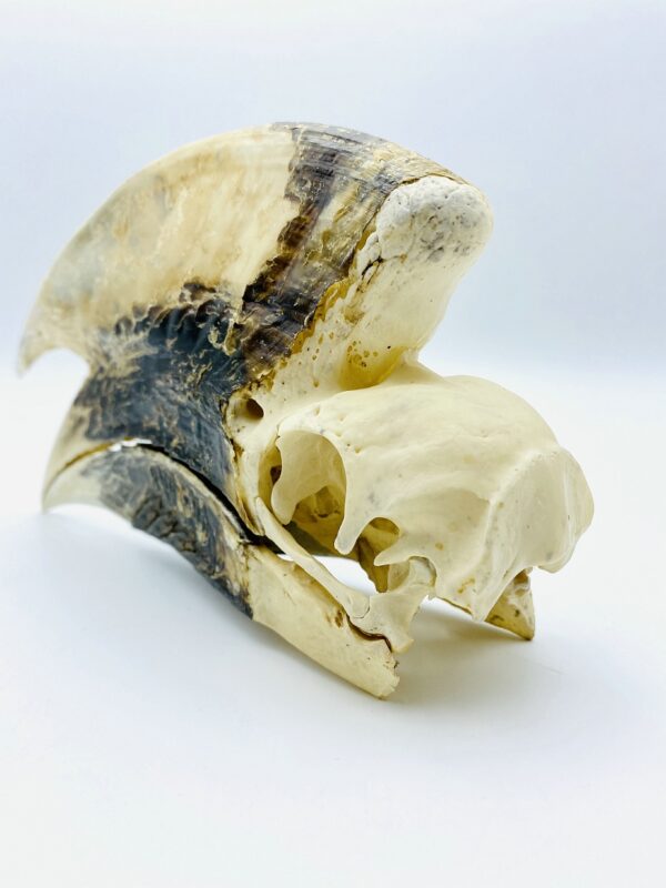 Large male White-thighed Hornbill skull - Bycanistes albotibialis - 18,6cm