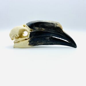 Female Black-casqued Hornbill skull - Ceratogymna atrata - 16,8cm