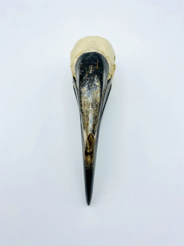 Female Black-casqued Hornbill skull - Ceratogymna atrata - 16,8cm
