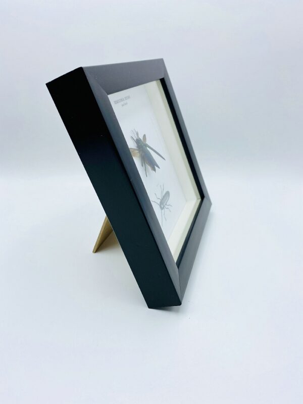 Wooden frame with spread jewel beetle (Demochroa Detanii) and illustrations