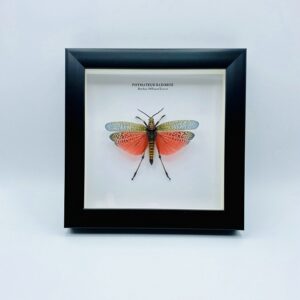Wooden frame with Rainbow Milkweed Locust (Phymateus saxosus)