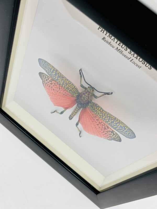 Wooden frame with Rainbow Milkweed Locust (Phymateus saxosus)