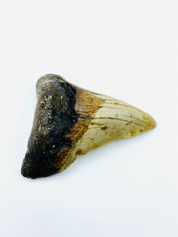 Megalodon (Shark) Tooth - Carcharocles megalodon - 9,6 cm