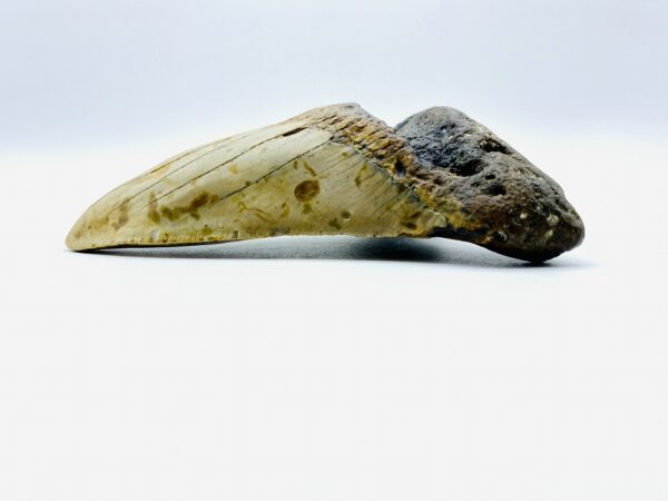 Megalodon (Shark) Tooth - Carcharocles megalodon - 9,6 cm
