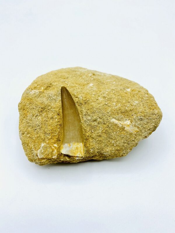 Plesiosaur (Zarafasaura oceanis) tooth (5 cm) from Khouribga, Morocco