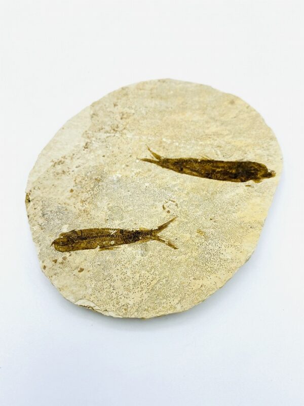 Fossil Fish on original matrix (Knightia eocaena) from Wyoming