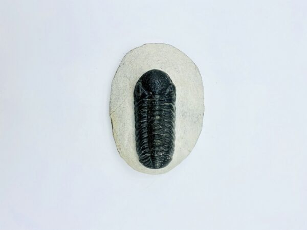 Phacops Rana Africana trilobite, Alnif, Morocco - 5,8 cm