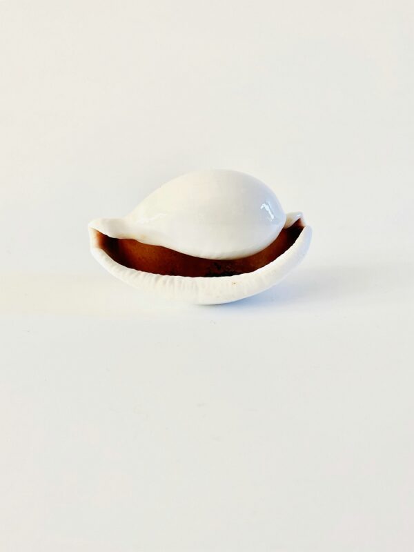Large Nice Egg Cowrie (Ovula ovum) - 8,4 cm
