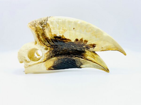 Large male White-thighed Hornbill skull - Bycanistes albotibialis - 20cm