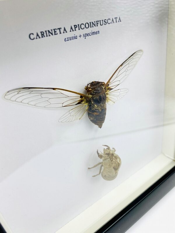 Wooden frame with Cicada (Carineta apicoinfuscata) + exeskeleton