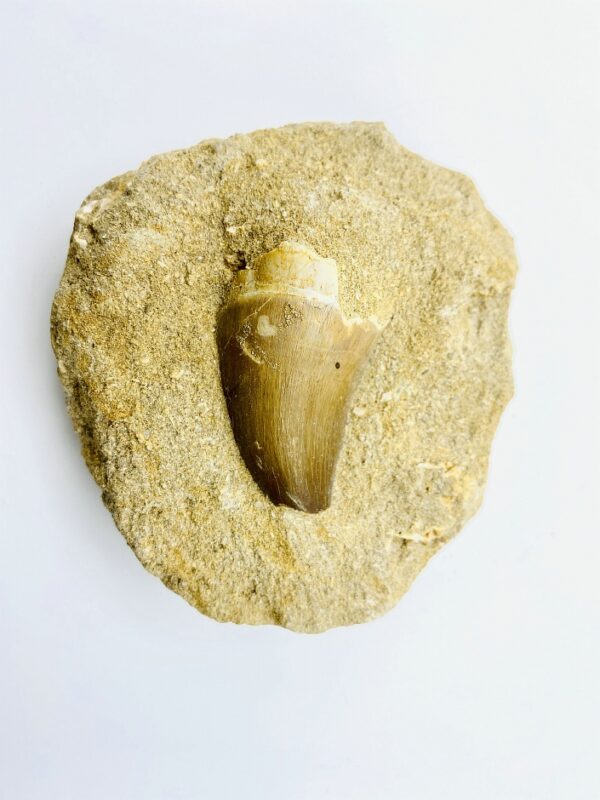 Mosasaurus tooth in matrix from Khouribga, Morocco