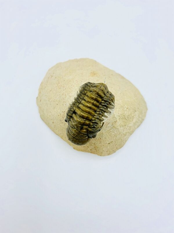 Crotalocephalus gibbus trilobite, Alnif, Morocco - 3cm (rolled up)