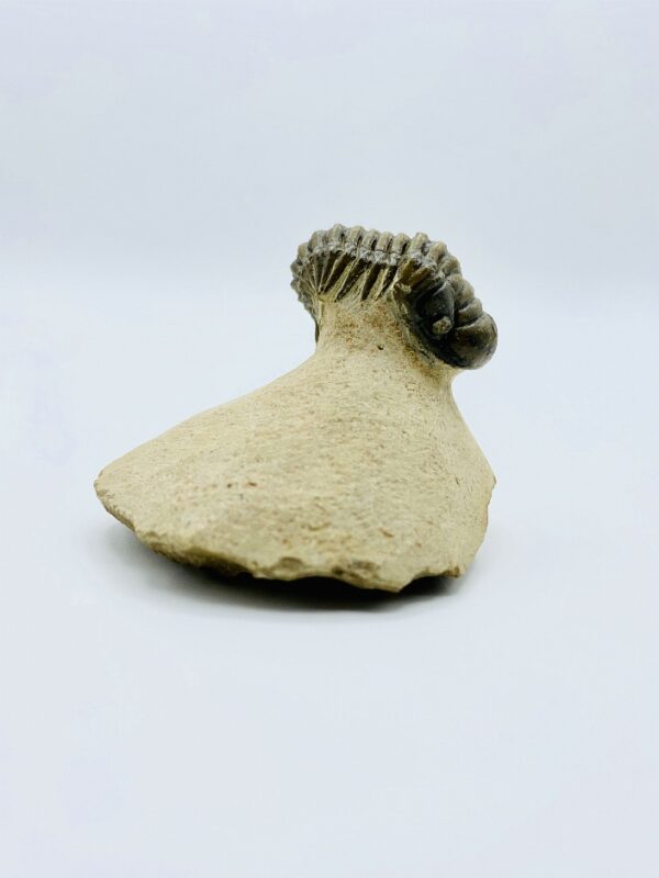 Crotalocephalus gibbus trilobite, Alnif, Morocco - 3cm (rolled up)