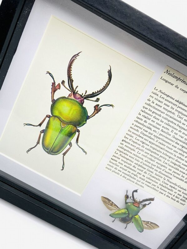 Framed spread stag beetle (Lamprima adolphinae) with illustration & text