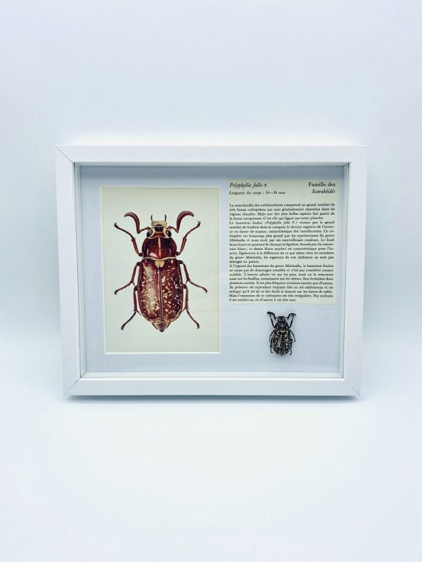 Framed Polyphylla fullo with illustration & text