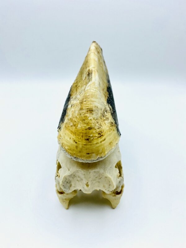Male Yellow-casqued Hornbill skull - Ceratogymna elata - 21 cm
