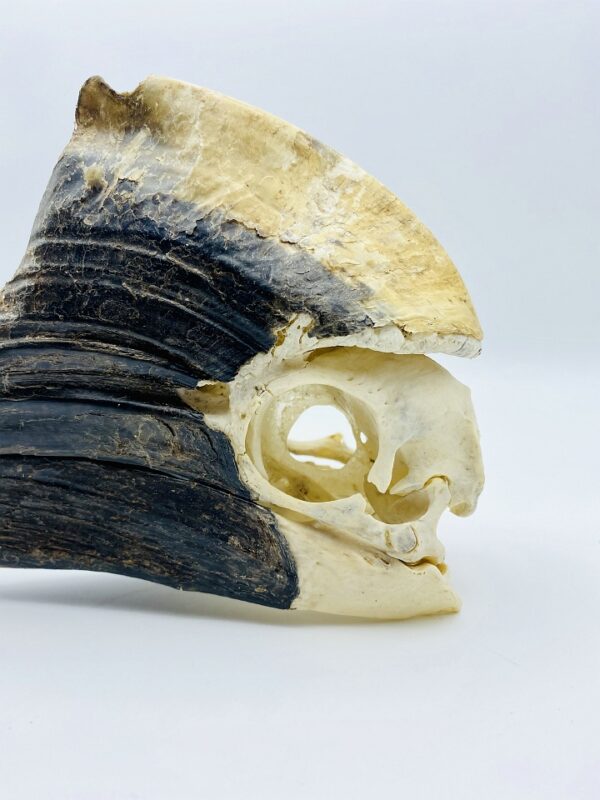 Male Yellow-casqued Hornbill skull - Ceratogymna elata - 21 cm