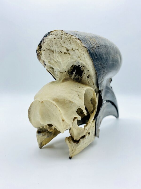 Male Black-casqued Hornbill skull - Ceratogymna atrata - 19,4 cm